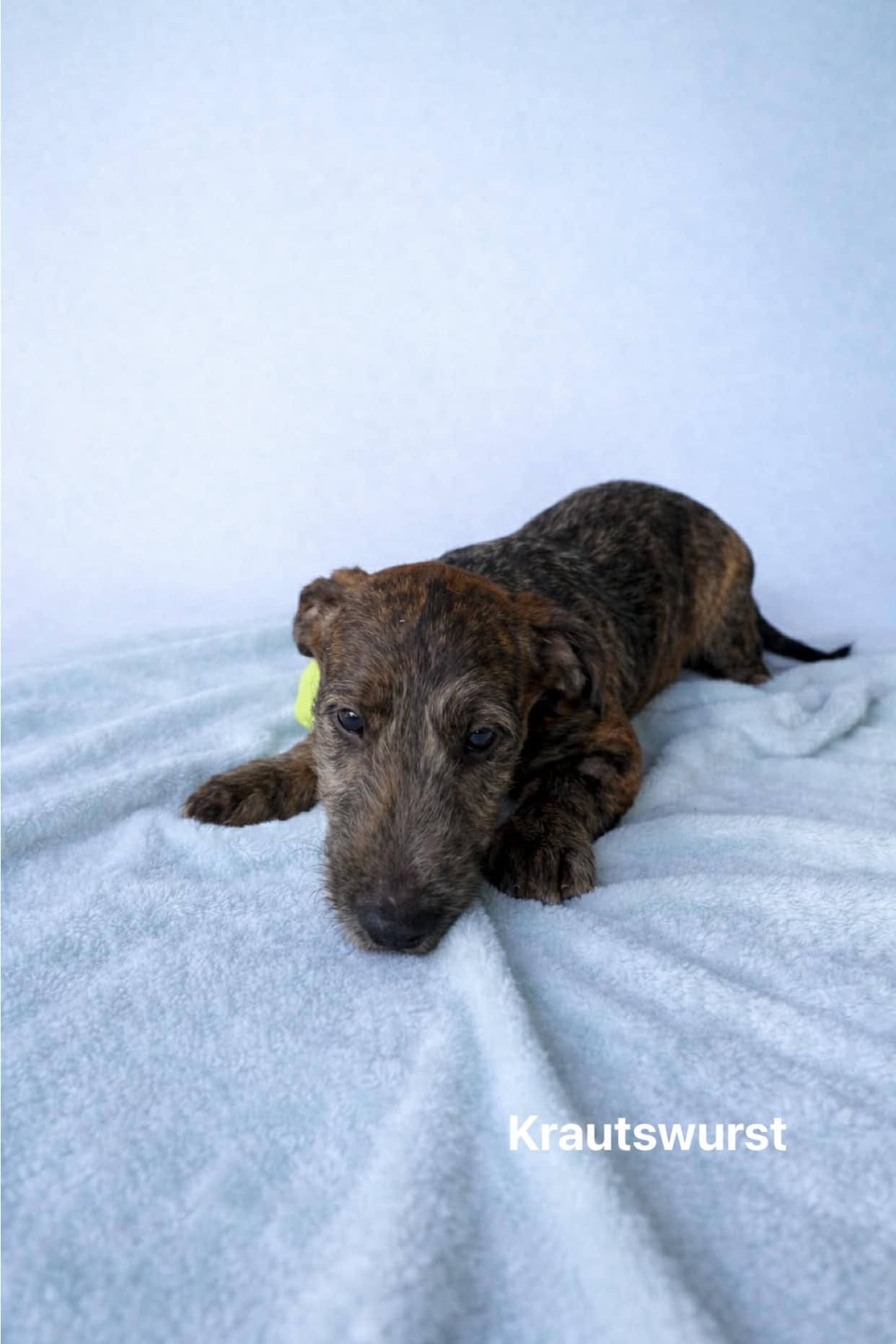 Krautswurst Krautswurst